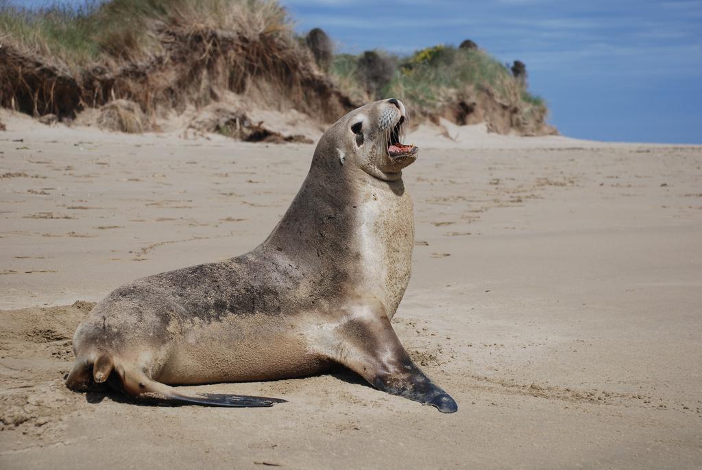 Catlins Newhaven Holiday Park Owaka Zimmer foto